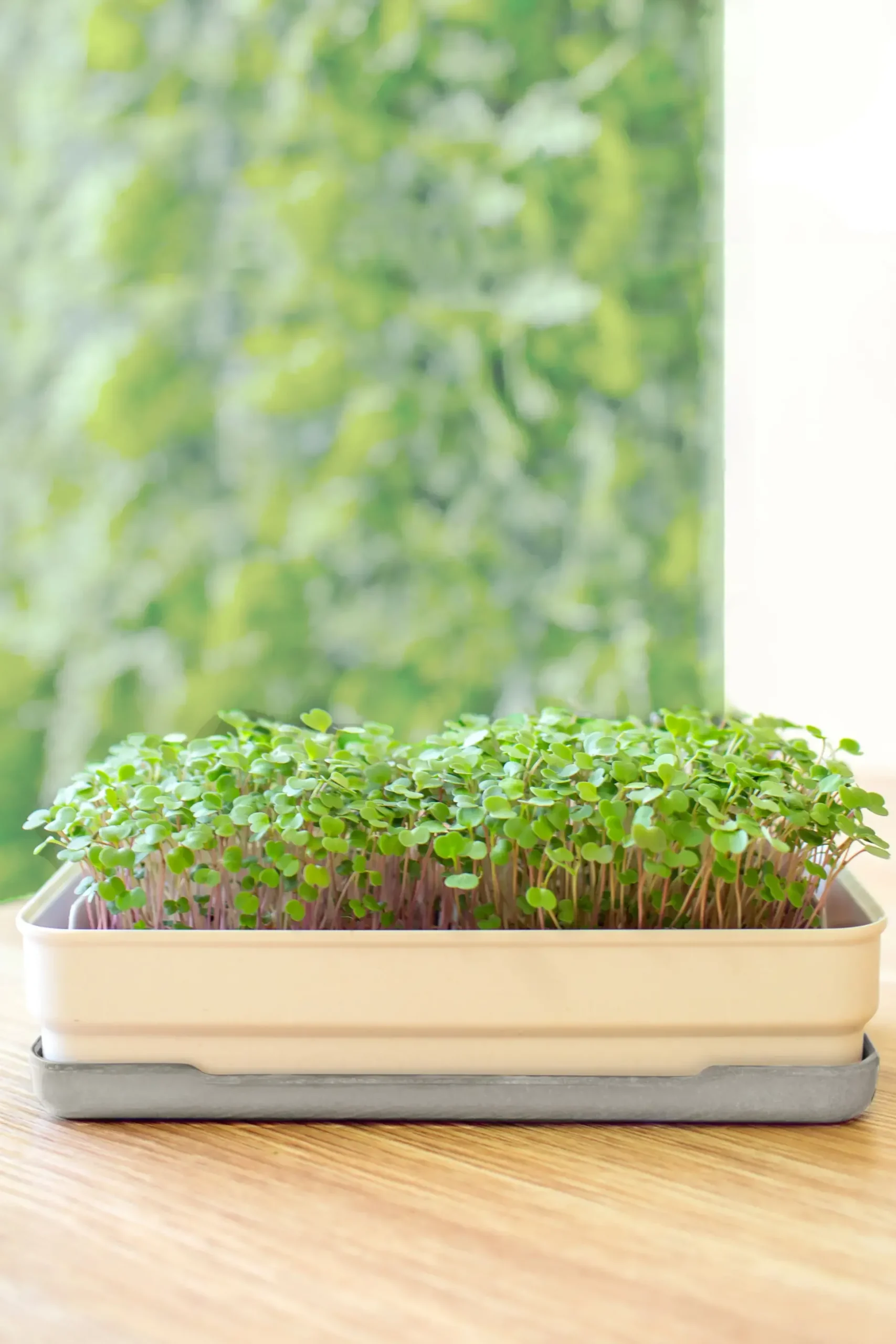 Micropod Microgreens Starter Kit