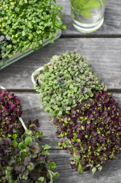 Micropod Microgreens Starter Kit