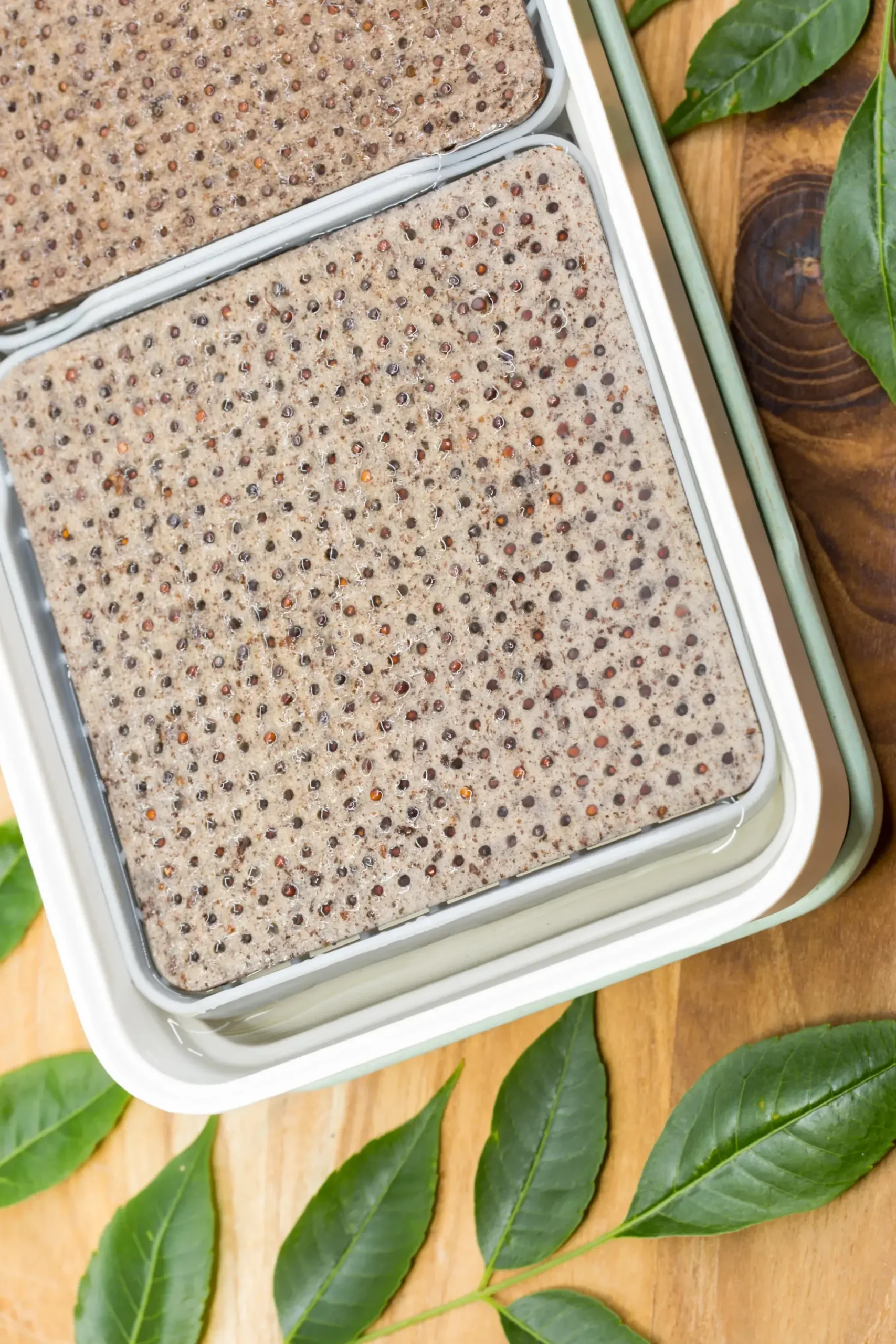 Micropod Microgreens Starter Kit